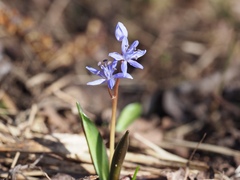 Scilla bifolia