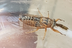 Myopsalta xerograsidia