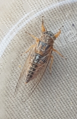 Myopsalta xerograsidia