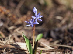 Scilla bifolia