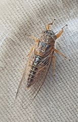 Myopsalta xerograsidia