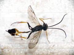 Dusona angustata