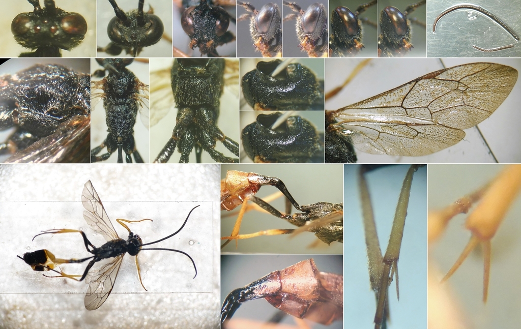 Dusona angustata