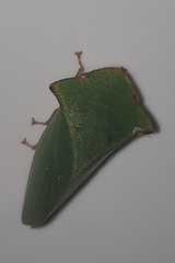 Tituria