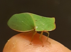 Tituria