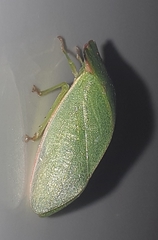 Tituria