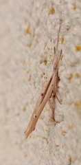 Ypsolopha mucronella