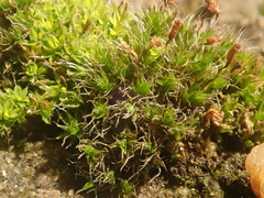 Orthotrichum diaphanum