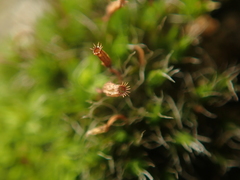 Orthotrichum diaphanum