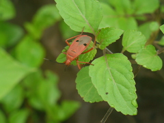 Probergrothius nigricornis