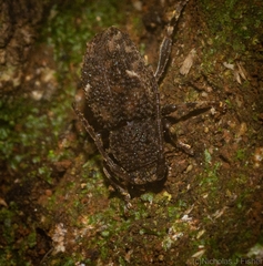 Athemistus torridus