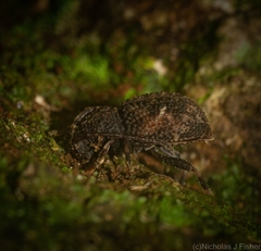 Athemistus torridus