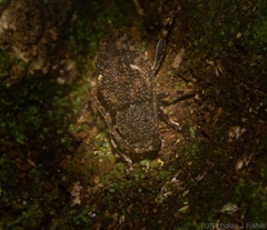Athemistus torridus