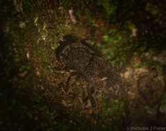 Athemistus torridus