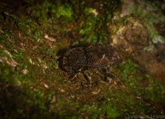 Athemistus torridus