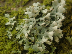 Physcia