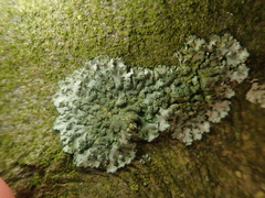 Phaeophyscia orbicularis