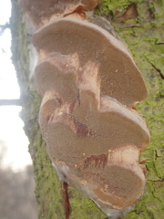 Fungi