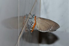 Aganainae