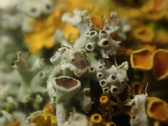 Physcia
