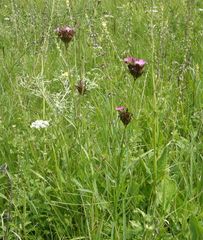 Dianthus membranaceus