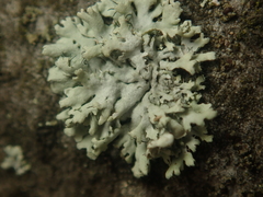 Physcia