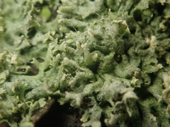 Physcia