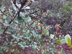 Vaccinium fuscatum image