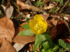 Eranthis hyemalis