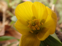 Eranthis hyemalis