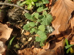 Lamium purpureum
