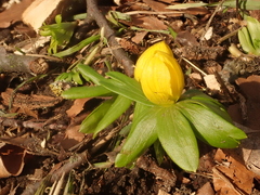 Eranthis hyemalis