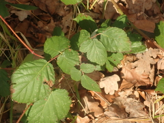 Rubus