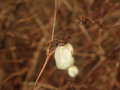 Symphoricarpos albus