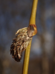 Salix