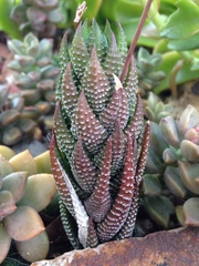 Haworthiopsis