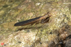 Amantis reticulata