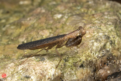 Amantis reticulata