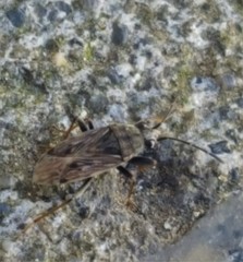 Peritrechus
