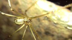 Hoplopholcus forskali