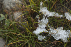 Carex enervis