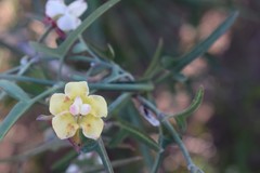 Araujia angustifolia