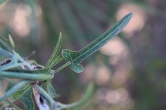 Araujia angustifolia