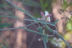 Araujia angustifolia
