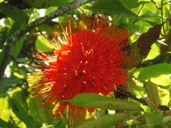 Brownea ariza