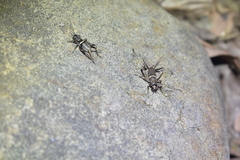 Teleogryllus mitratus