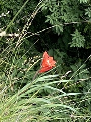 Gladiolus cruentus
