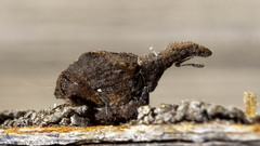 Stephanorhynchus crassus