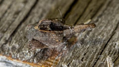 Stephanorhynchus crassus