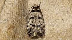 Scatochresis episema